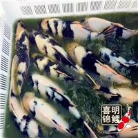 锦鲤繁育饲养批发 