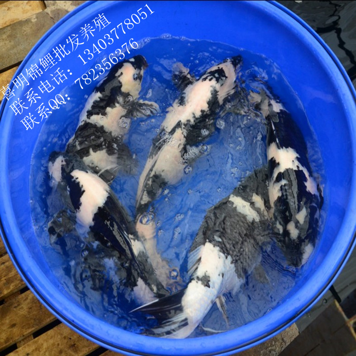 黑白锦鲤|墨色锦鲤苗|白写锦鲤 