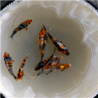 8-10cm一选挑选锦鲤苗 