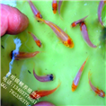 春季锦鲤水花苗批发预订 