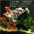 观赏鲫鱼 观赏鲫鱼批发价格 