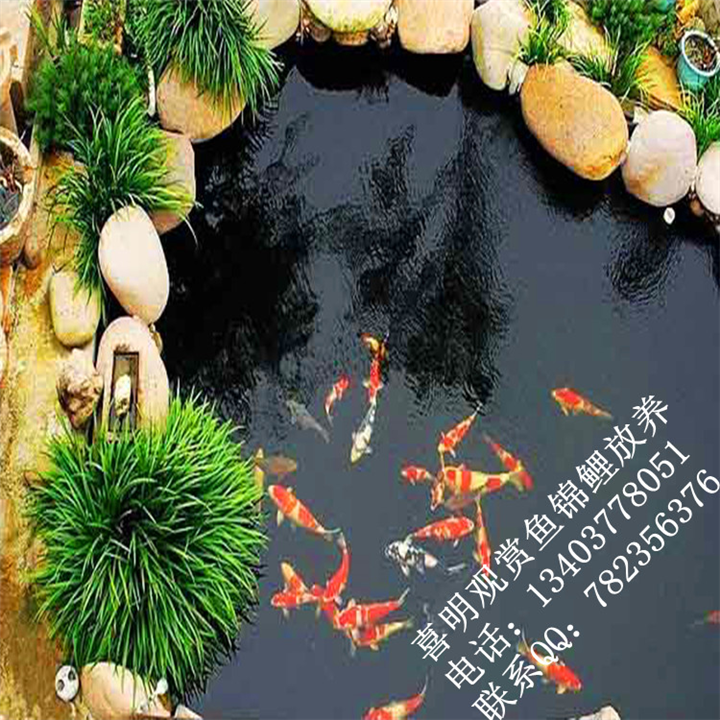 园林锦鲤价格_园林锦鲤 