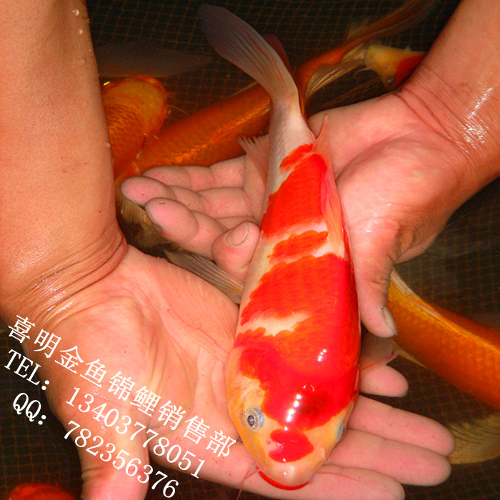 河南观赏鱼/河南渔场批发供应观赏鱼 