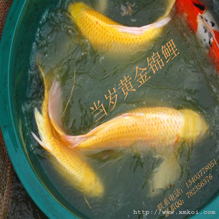 魅力黄金锦鲤鱼 