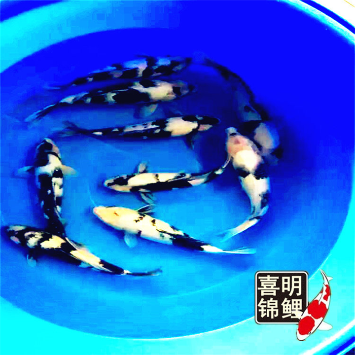优质锦鲤挑选鉴赏批发 