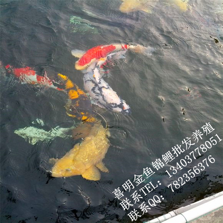 河南锦鲤 河南高品质锦鲤 河南日本锦鲤 