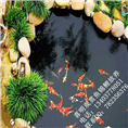 园林锦鲤价格_园林锦鲤 