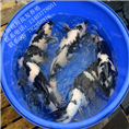黑白锦鲤|墨色锦鲤苗|白写锦鲤 