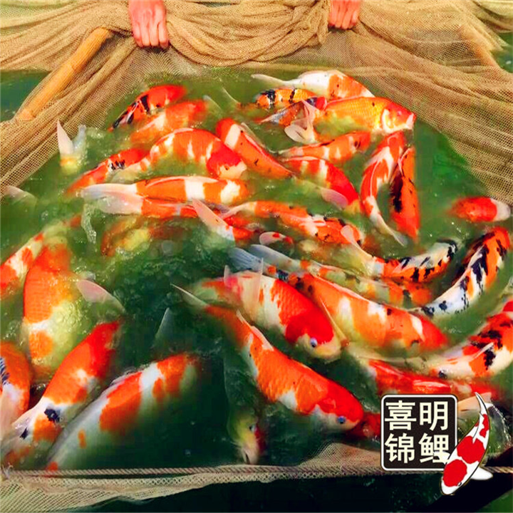 旅游度假村锦鲤放养 