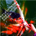 奶瓶锦鲤 奶瓶喂养锦鲤 