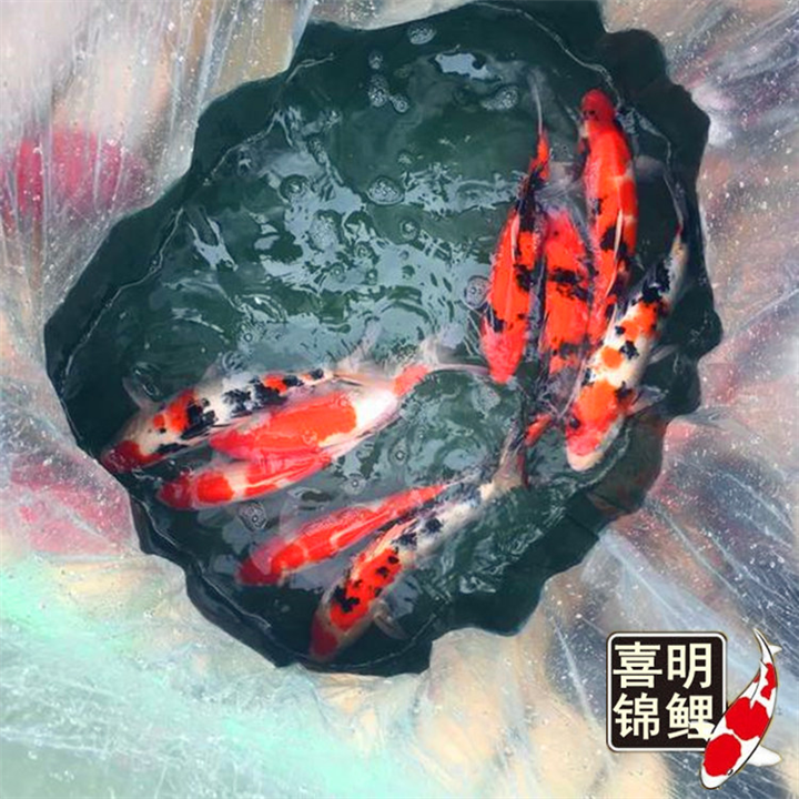 广州渔场高档名贵锦鲤批发 