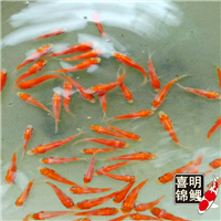 红白、大正锦鲤水花销售，每万尾300元 