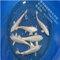 白金锦鲤45公分|河南锦鲤|湖北锦鲤 