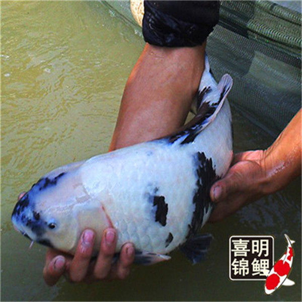 广西锦鲤 广西锦鲤养殖场 