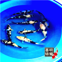 优质锦鲤挑选鉴赏批发 