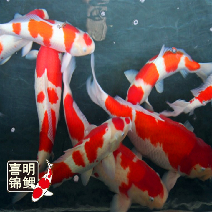 河北大正三色锦鲤 