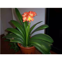 广东水仙花
