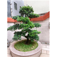 揭阳罗汉松