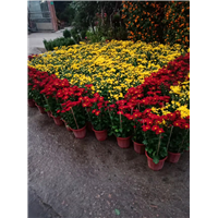 广东菊花