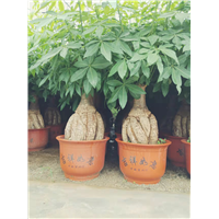 广东发财树
