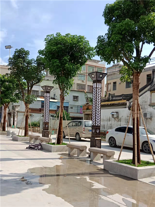 广东胶东树