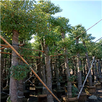 樟树
