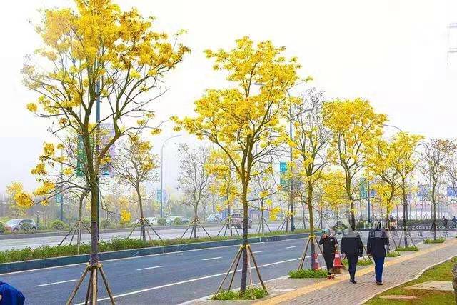 潮州黄花风铃木