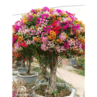 四季开花多色三角梅