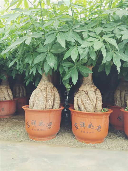 广东发财树