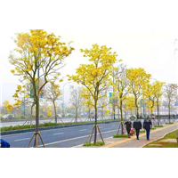 潮州黄花风铃木