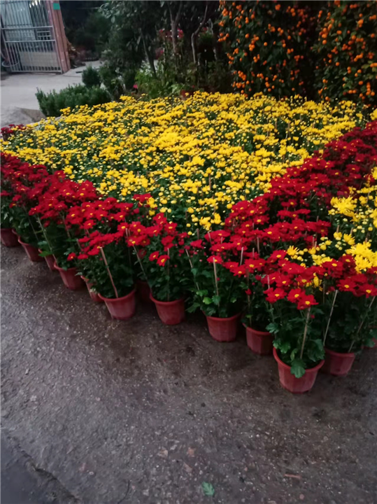 广东菊花