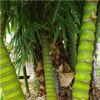 庭院绿化植物紫竹苗