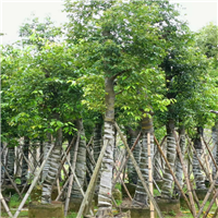 阴香树
