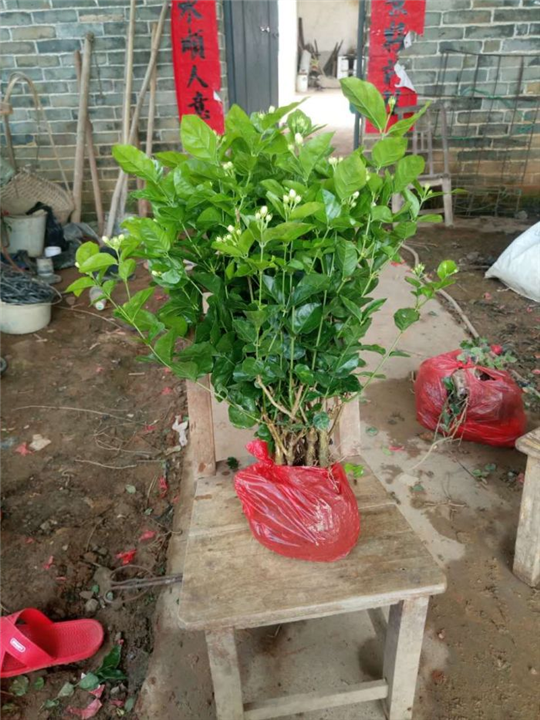 茉莉花苗批发