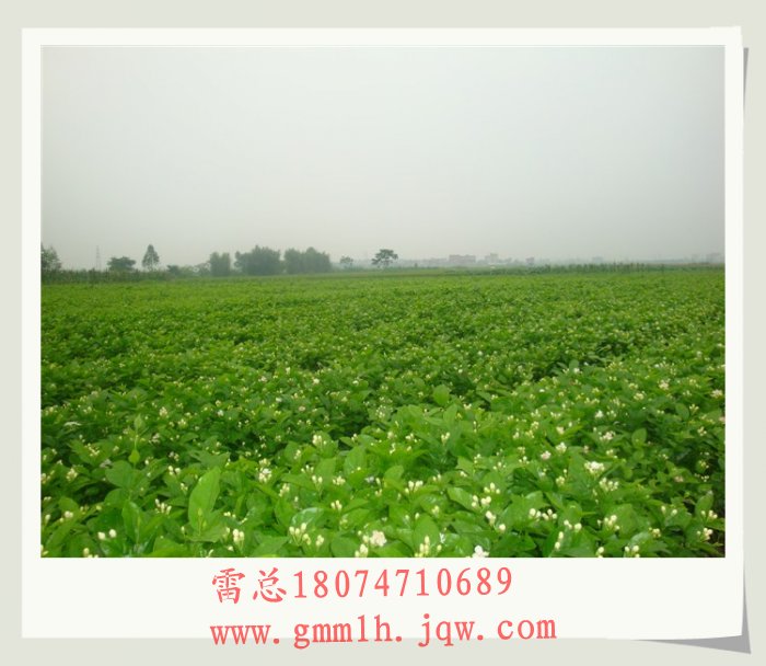 供应地栽茉莉花小苗 