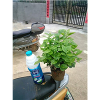 茉莉花苗批发