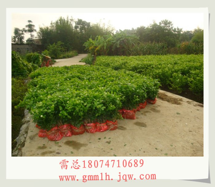 广西茉莉花苗 