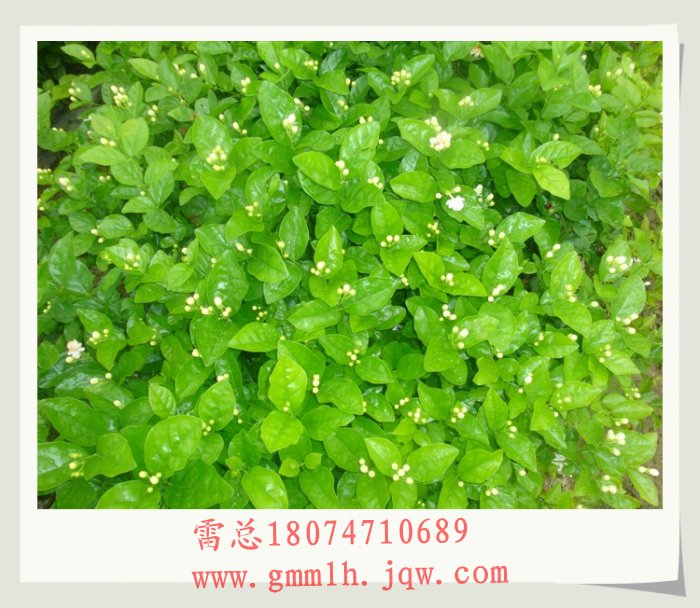 供应茉莉花苗 