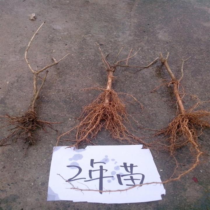 地栽茉莉花苗·2年地栽苗 