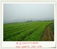 茉莉花盆景苗基地 