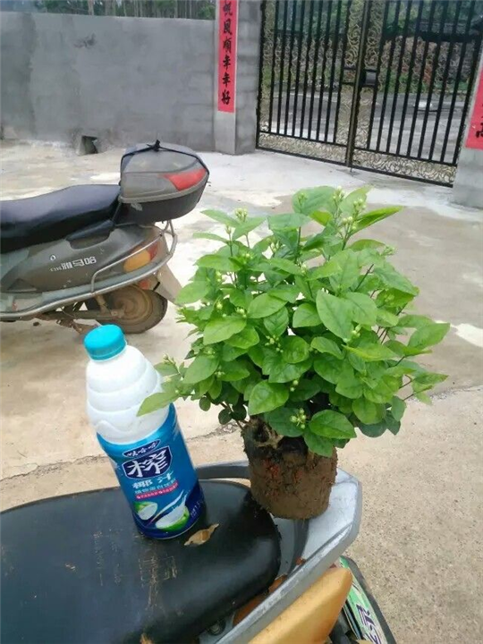 茉莉花苗批发