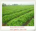 茉莉花盆景苗基地 