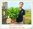供应茉莉花苗 