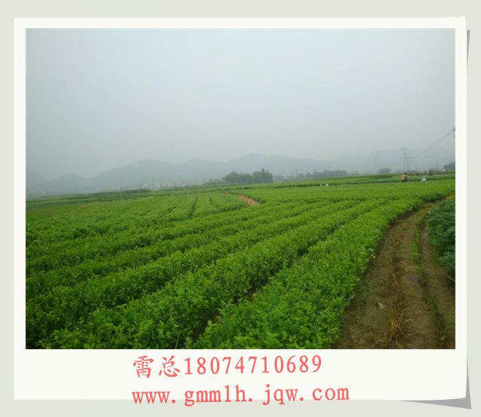 茉莉花盆景苗基地 