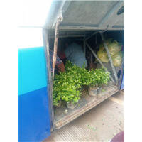 茉莉花苗批发