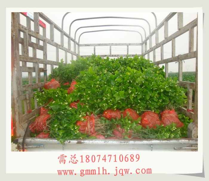 广西茉莉花苗 