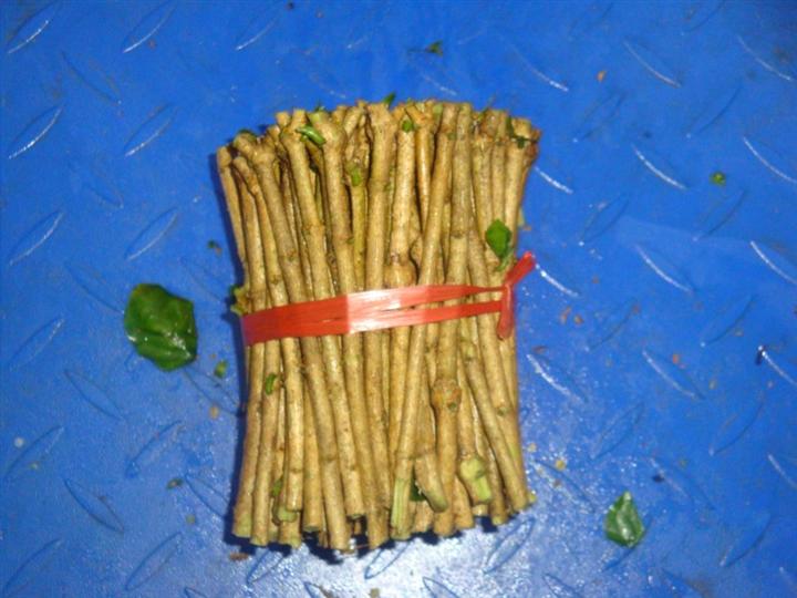 茉莉花插枝-1斤200棵左右