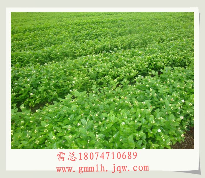 茉莉花盆栽苗基地 