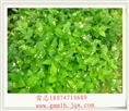 供应茉莉花苗 
