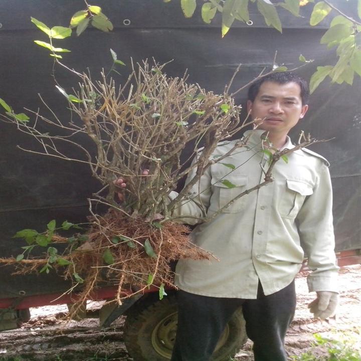 山东的朋友又要了一车茉莉花老苗